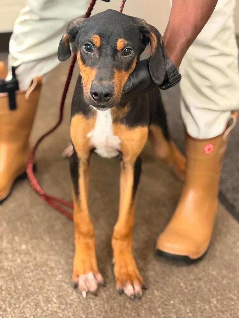 A baby small-sized male Mixed Breed dog named Fuzzy McFuzz for adoption in Effingham, SC