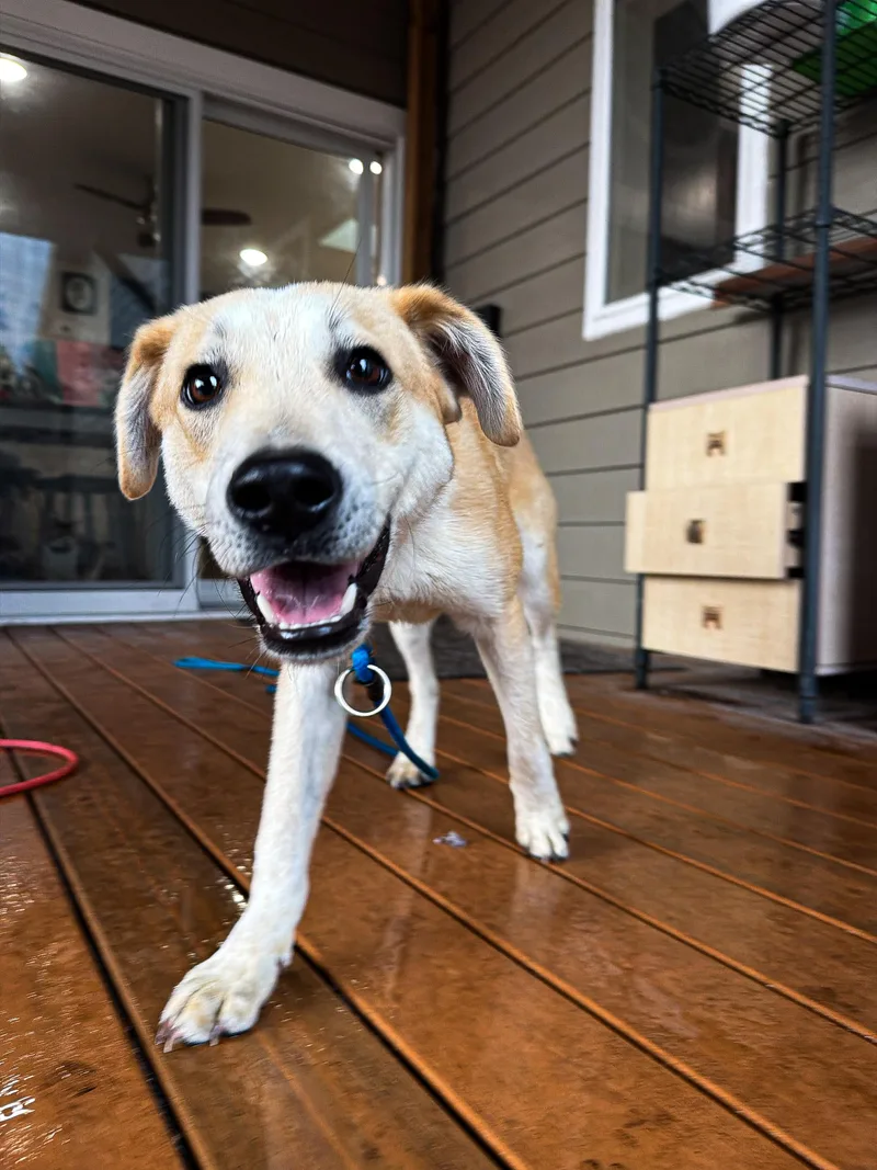 A young medium-sized male Golden Mixed Breed dog named Kodak for adoption in Sartell, MN