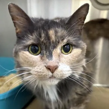 A senior medium-sized female Calico Domestic Medium Hair cat named Mittens for adoption in Middletown, RI