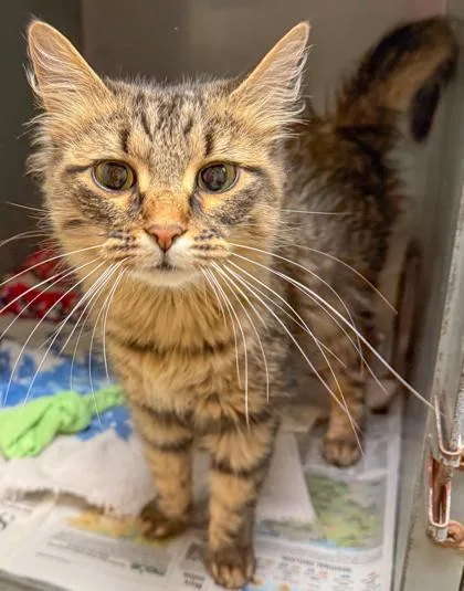 A young medium-sized female Domestic Medium Hair cat named Tillie for adoption in Verona, WI