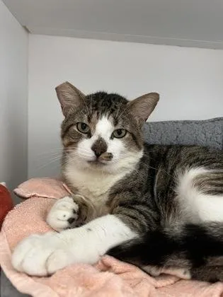 An adult small-sized male Domestic Short Hair cat named Butterball for adoption in Manteo, NC