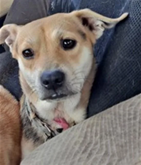 An adult medium-sized female Labrador Retriever dog named Daisy for adoption in Conroe, TX
