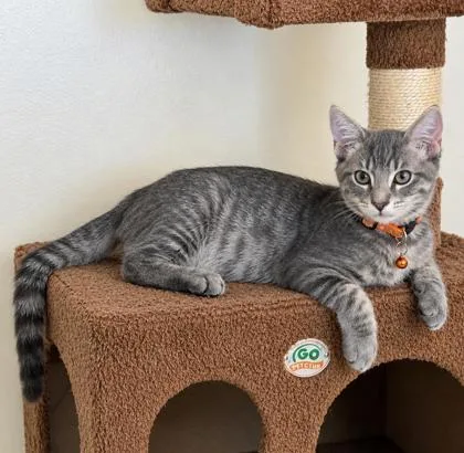 A baby small-sized male Domestic Short Hair cat named Plum for adoption in Elk Grove Village, IL