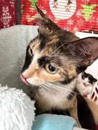 An adult medium-sized female Calico Domestic Short Hair cat named Pumpkin for adoption in Long Beach, WA