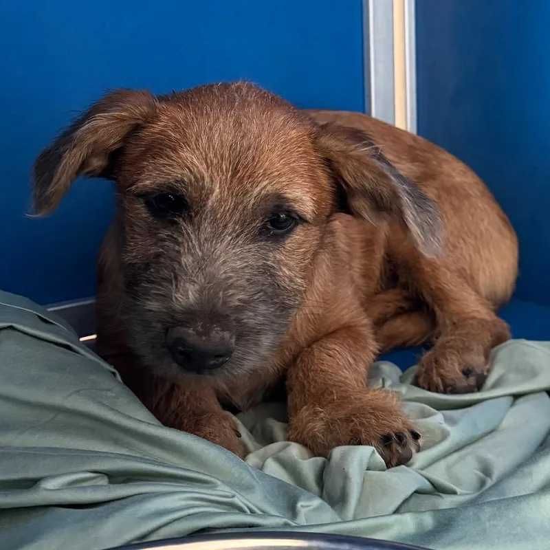 A baby medium-sized male Brown / Chocolate Mixed Breed dog named Hansel for adoption in Las Cruces, NM