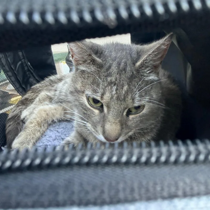 An adult medium-sized male Gray / Blue / Silver Domestic Short Hair cat named Wolf for adoption in Greensboro, NC