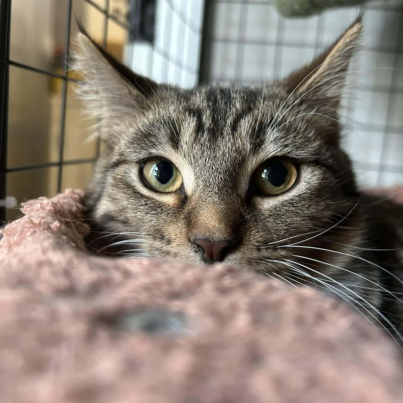 A young medium-sized male Tabby (Brown / Chocolate) Domestic Short Hair cat named Rill for adoption in Royal Oak, MI