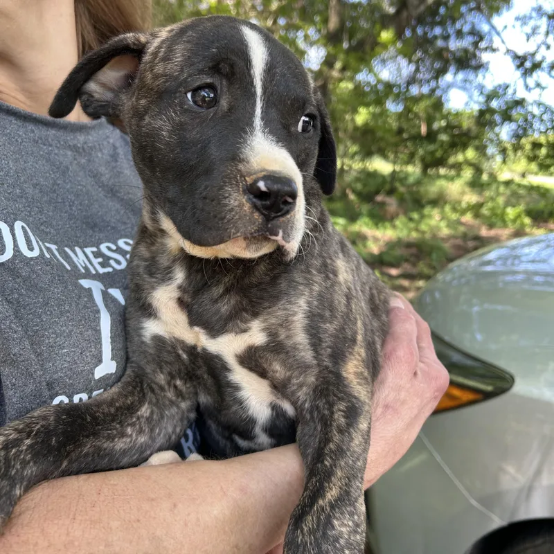A young large-sized male Brindle Pit Bull Terrier dog named Heston for adoption in Texarkana, TX