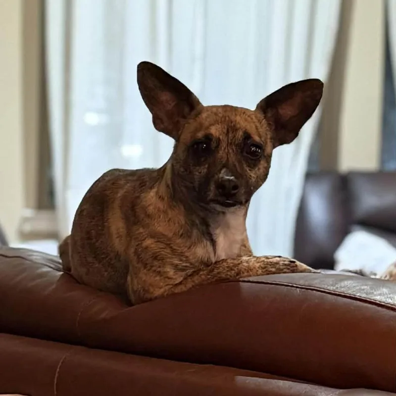 Temu D Arriving thumbnail 3