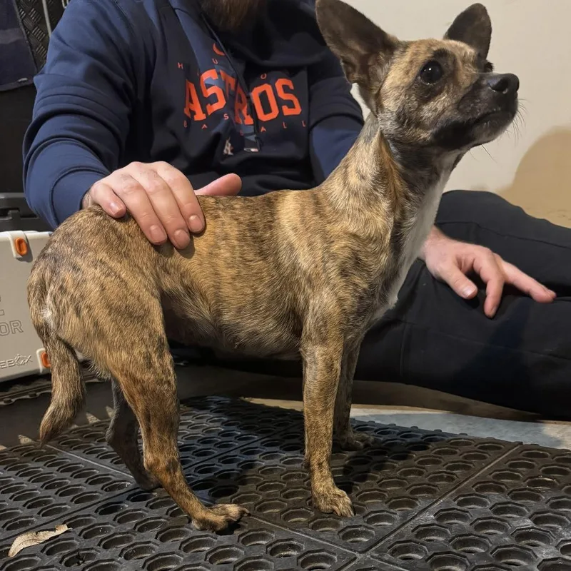 Temu D Arriving thumbnail 4