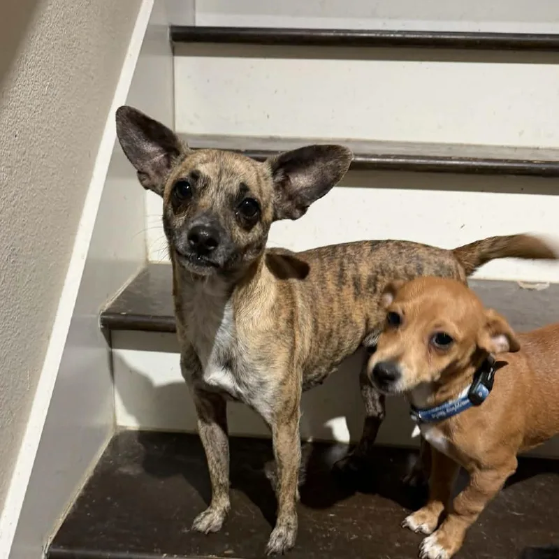 Temu D Arriving thumbnail 6