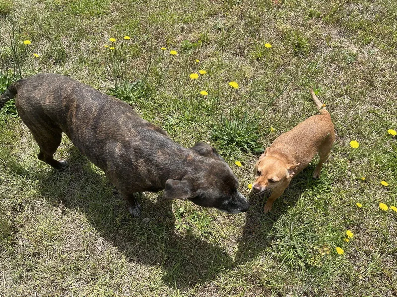 Sheba  [bonded To thumbnail 2