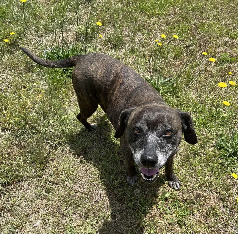 Sheba  [bonded To thumbnail 3