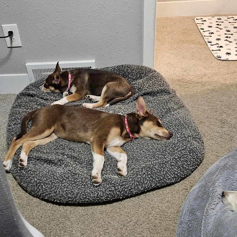 A baby medium-sized female Tricolor (Brown, Black, & White) Husky dog named Red Sea for adoption in Waunakee, WI