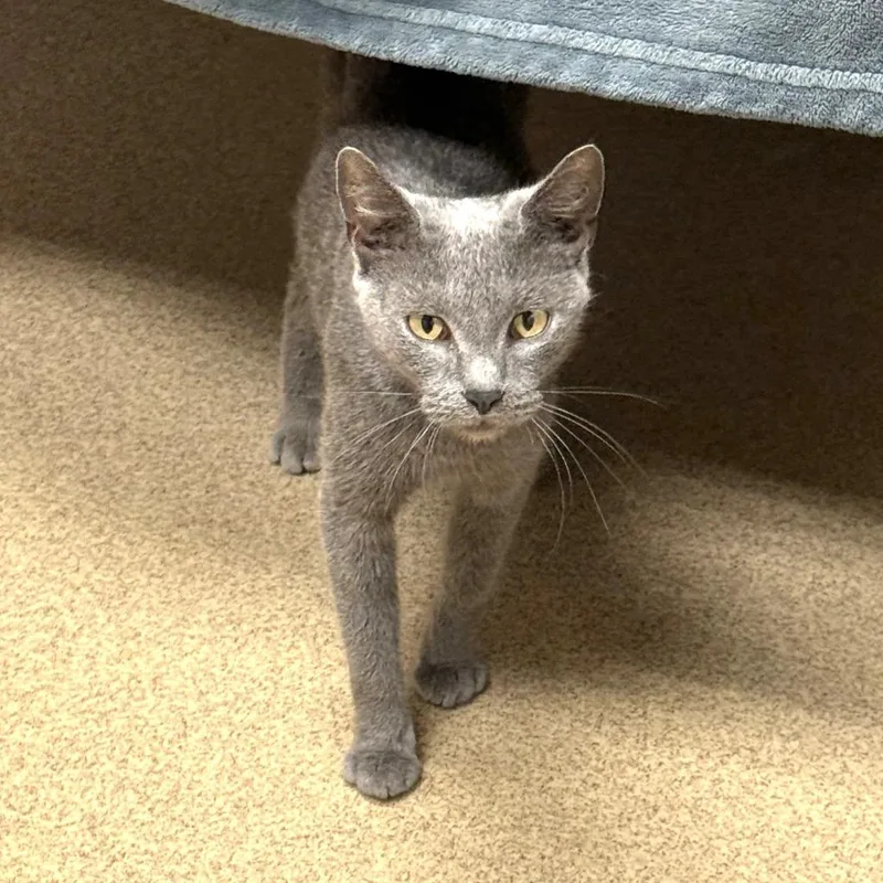 A young medium-sized female Domestic Short Hair cat named Colette for adoption in Brenham, TX