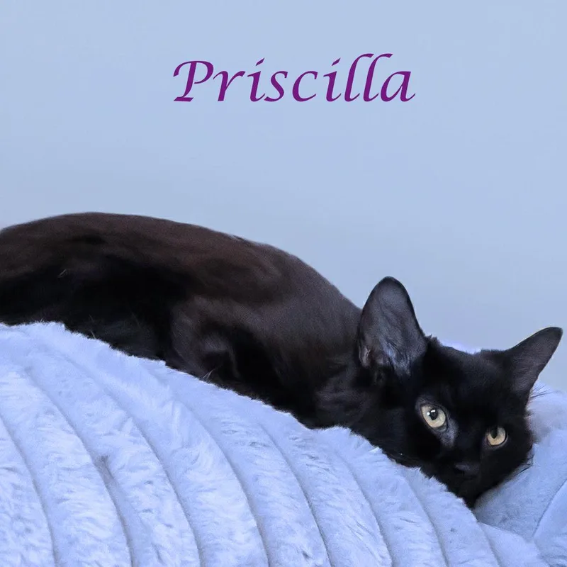 Priscilla C