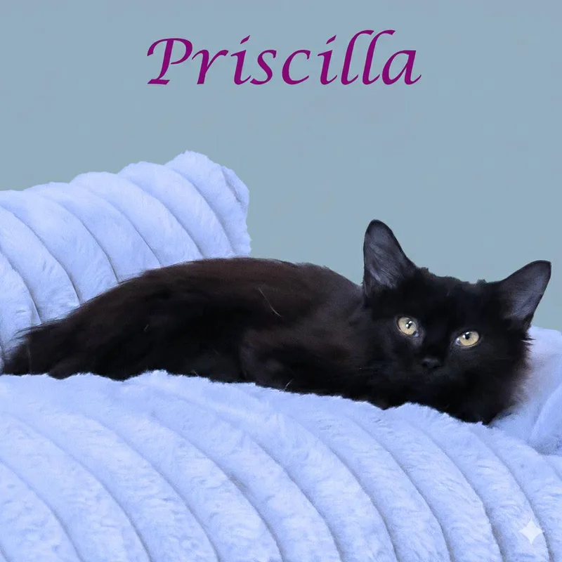 Priscilla C thumbnail 3