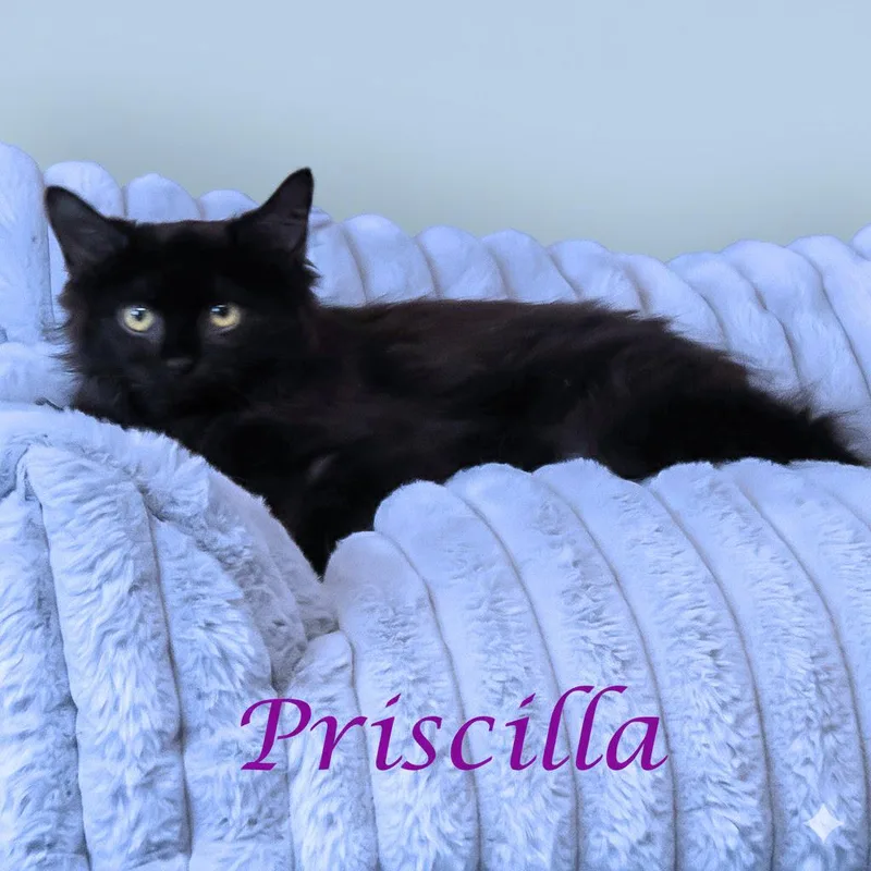 Priscilla C thumbnail 4