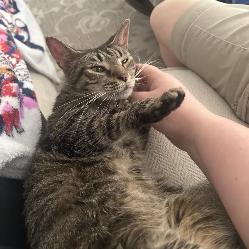 A senior medium-sized female Black Domestic Short Hair cat named Heidi for adoption in York, PA