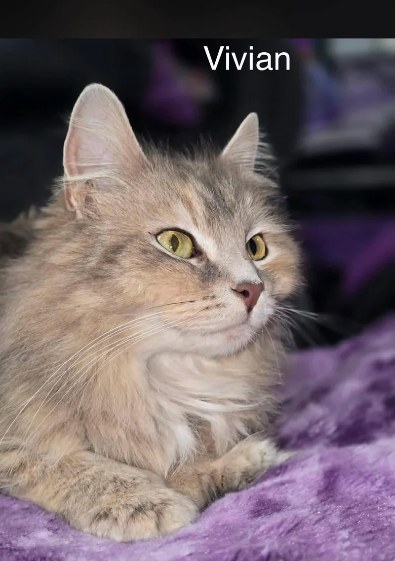 A young medium-sized female Tabby (Buff / Tan / Fawn) Tabby cat named Vivian for adoption in Wyandotte, MI