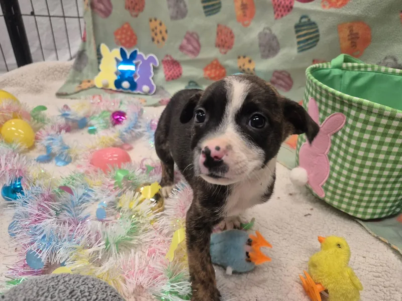 Shirley Shrimp thumbnail 2