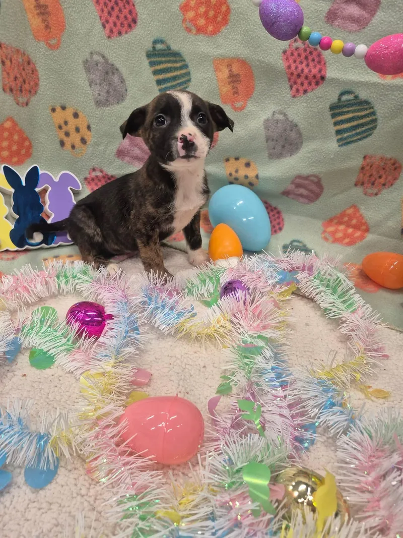 Shirley Shrimp thumbnail 4