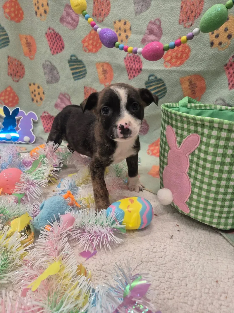 Shirley Shrimp thumbnail 5