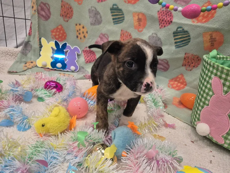 Shirley Shrimp thumbnail 6