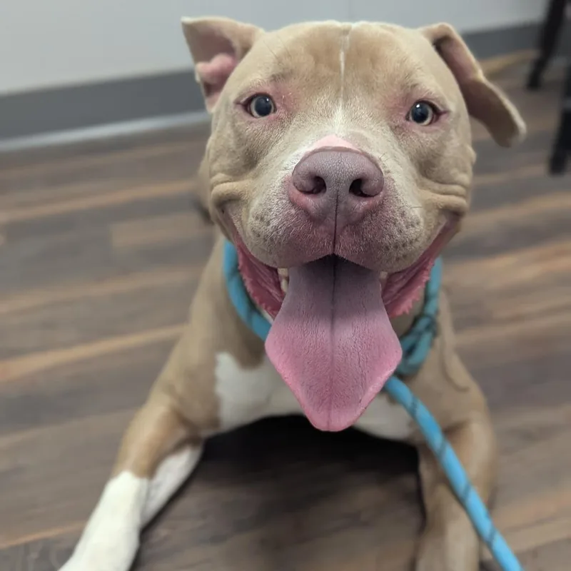 An adult large-sized male Yellow / Tan / Blond / Fawn Mixed Breed dog named Roscoe for adoption in Jeffersonville, IN