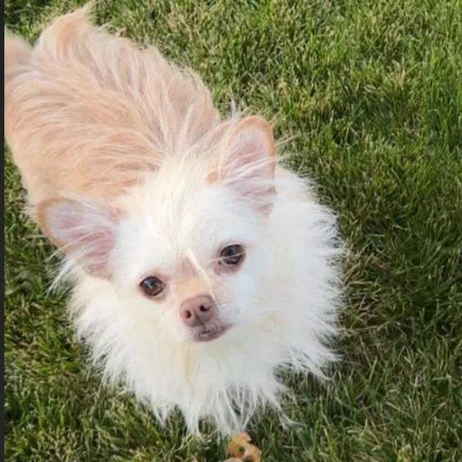A senior medium-sized male White / Cream Terrier dog named Patches for adoption in Carlin, NV
