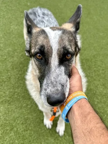 An adult large-sized female White / Cream Mixed Breed dog named Athena for adoption in Wichita, KS