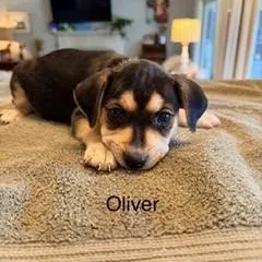 A baby medium-sized male Tricolor (Brown, Black, & White) Hound dog named Oliver for adoption in Lexington, KY