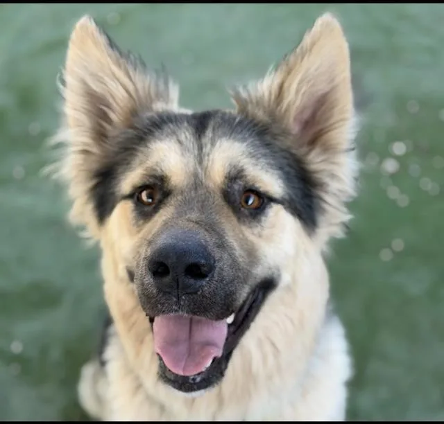Duke