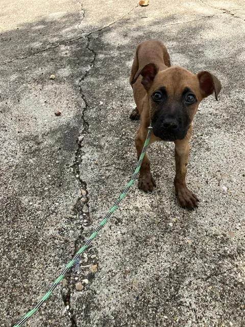 A baby large-sized male Mixed Breed dog named Buddy for adoption in Dallas, TX
