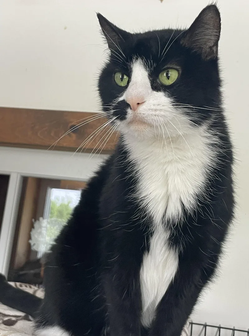 A senior medium-sized female Black & White / Tuxedo Tuxedo cat named Shay for adoption in Lacon, IL