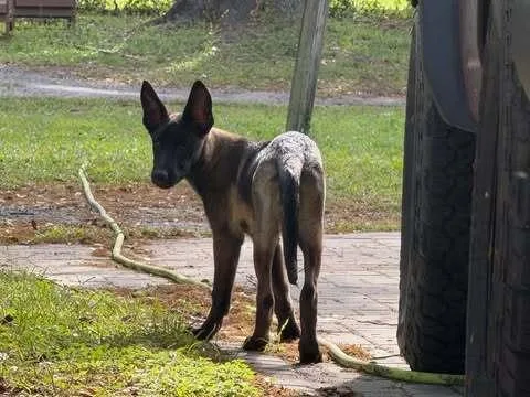A baby small-sized male Tricolor (Brown, Black, & White) Belgian Shepherd / Malinois dog named Code Litter Pixel  for adoption in Imlay City, MI