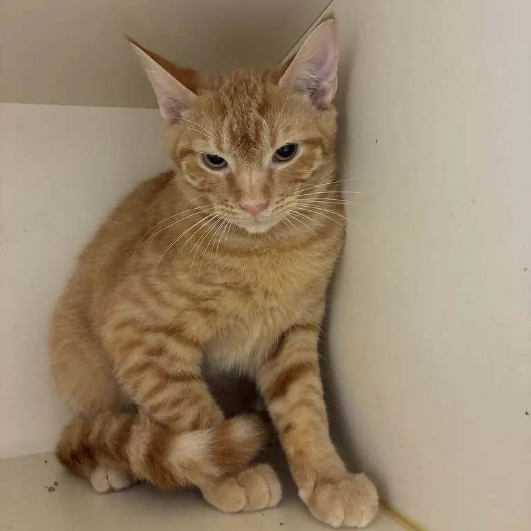 A young medium-sized male Orange / Red Domestic Short Hair cat named Jujube for adoption in Dayton, OH