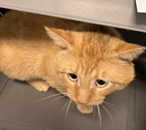 An adult medium-sized male Domestic Short Hair cat named If Tommy for adoption in Lawrenceville, GA