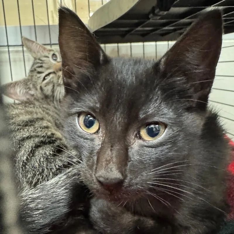 A baby small-sized female Domestic Medium Hair cat named Marla for adoption in Birmingham, AL