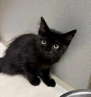 A baby small-sized female Black Domestic Short Hair cat named Robin for adoption in Winter Haven, FL