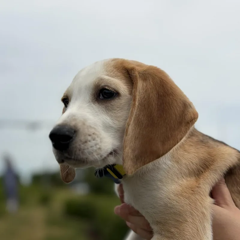 Hawthorne thumbnail 2