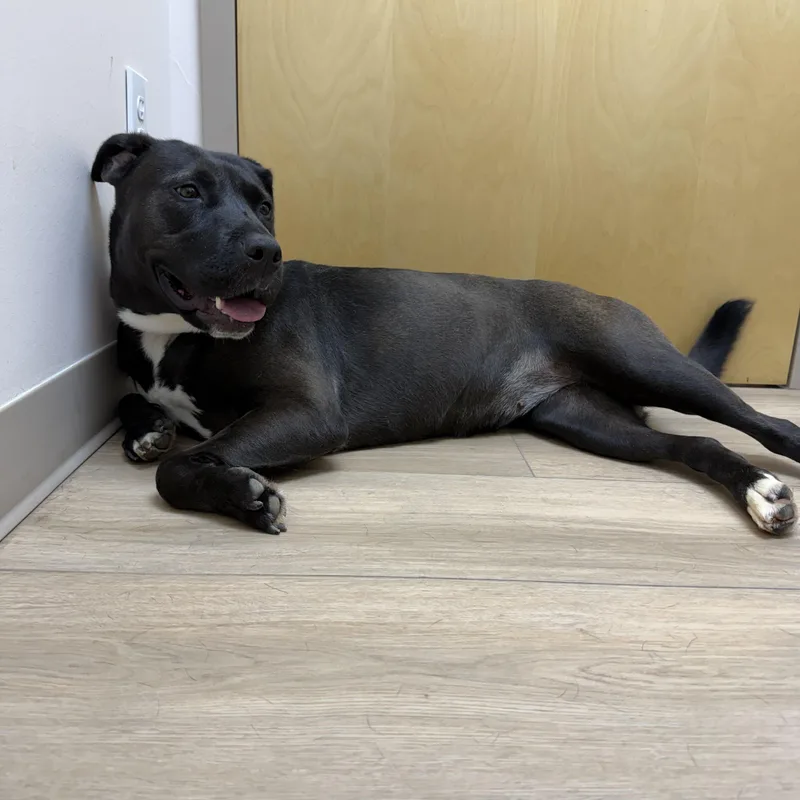 A young medium-sized female Labrador Retriever dog named Diamond for adoption in Pearland, TX