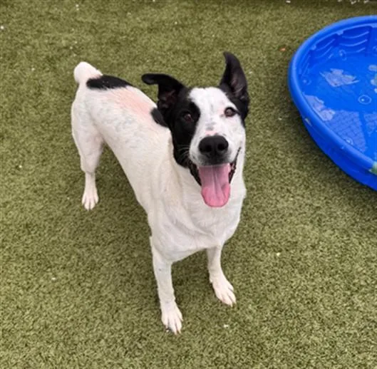 A young large-sized male Mixed Breed dog named Limber for adoption in Toledo, OH