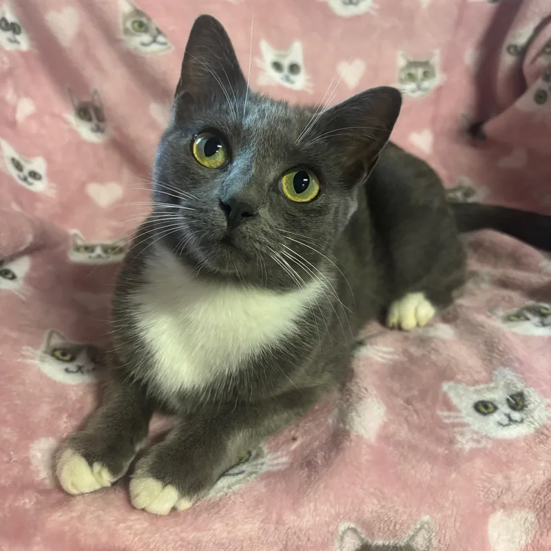A young medium-sized female Gray & White Domestic Short Hair cat named Daphne for adoption in Watkinsville, GA