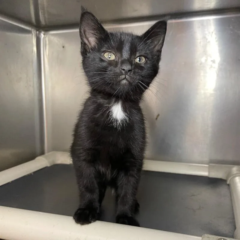 A baby medium-sized male Domestic Short Hair cat named Fred for adoption in Roanoke, VA