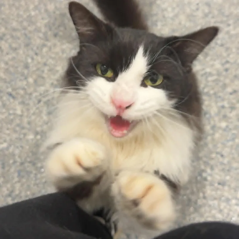 An adult medium-sized male Domestic Medium Hair cat named Bam Bam for adoption in Danbury, CT