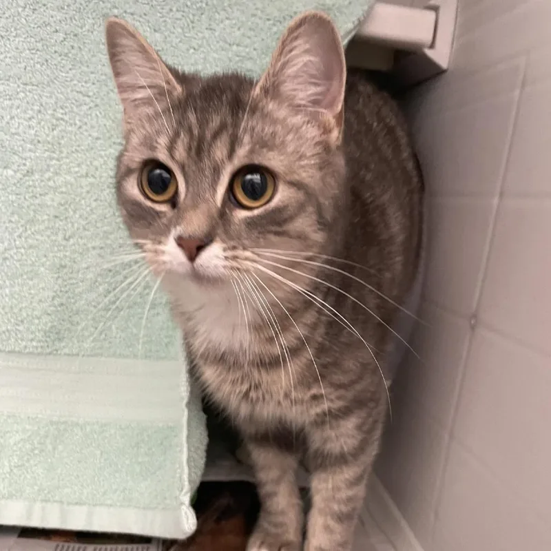 A young medium-sized female Gray / Blue / Silver Domestic Short Hair cat named Trinket for adoption in Pittsburgh, PA