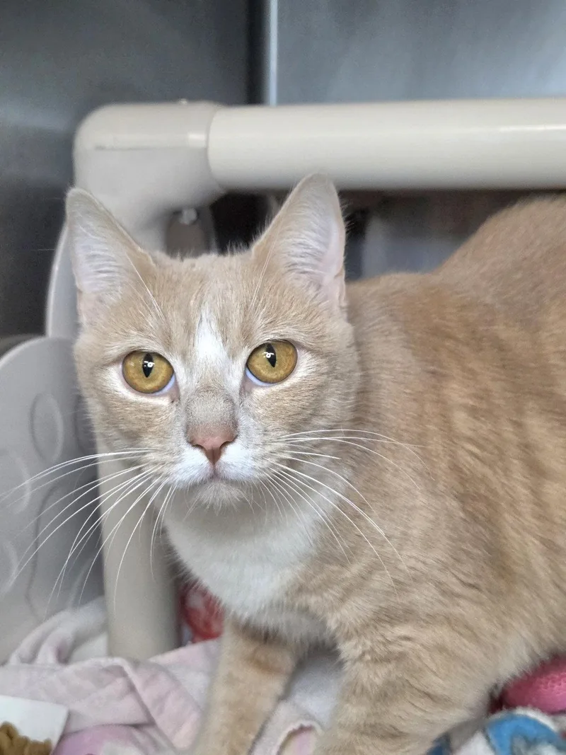 An adult medium-sized female Domestic Short Hair cat named Pearl for adoption in Herndon, VA