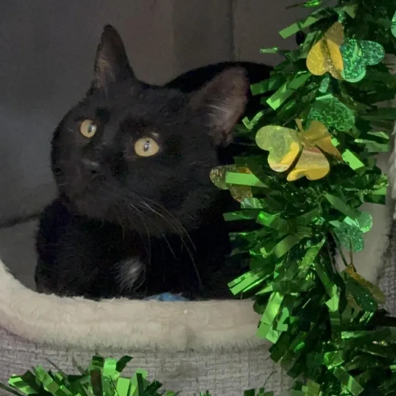 An adult small-sized male Black Domestic Short Hair cat named Rico Suave for adoption in Springfield, MO