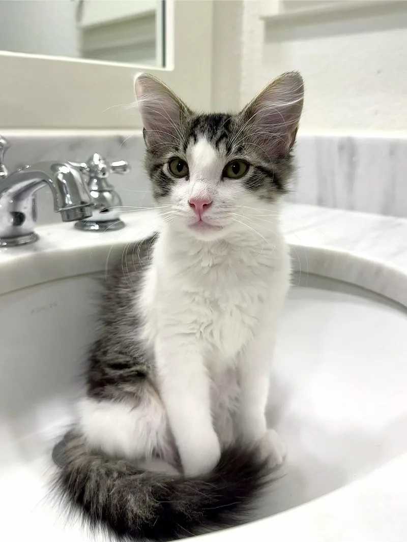 A baby large-sized male Domestic Medium Hair cat named Sherlock for adoption in Frisco, TX